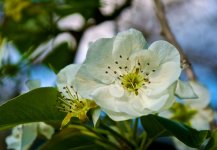 Pear Blossom.jpg