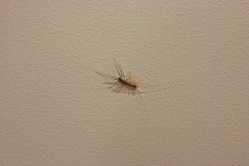 Bug.jpg