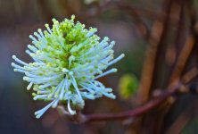 Sumkinda Flower.jpg
