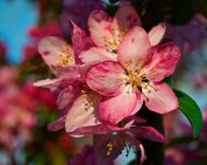 Crabapple Blossom.jpg