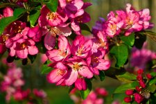 More Crabapple Blossoms.jpg