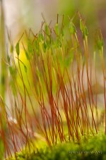 tiny grass 2.jpg