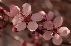 spring-1.jpg