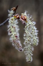 Spring catkins.jpg