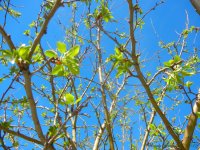 BluesAndGreensDay81.jpg