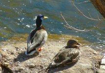 DuckNsunDay82.jpg