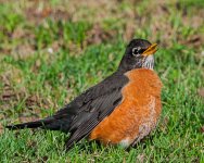 DSC_3727.jpg