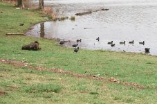 blackduck.jpg