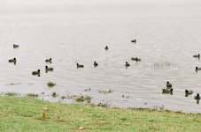 blackduck2.jpg