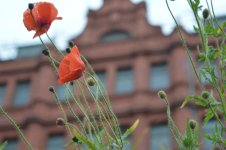 City flowers.jpg