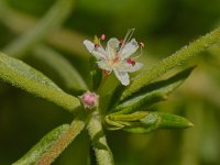 Buckwheat3.jpg
