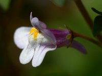 LadySlipper.jpg