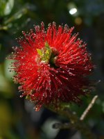 Bottlebrush.jpg