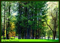 Clump of Pines.jpg