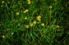 Flowers_20140424_141622.jpg