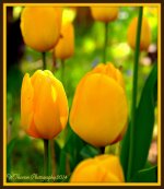 Yellow Tulips.jpg