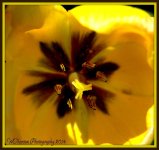 Inside a Yellow Tulip.jpg