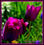 Purple Tulips.jpg