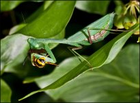 Mantis-and-wasp2.jpg