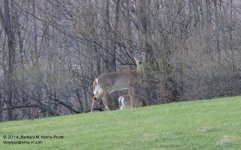 114 Deer-1424-14_01.jpg