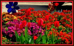 Colorful Garden.jpg