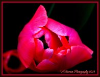 Red Tulip from Above.jpg