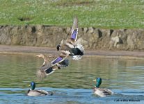 DSC_1186.jpg
