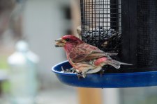 DSC_4469.jpg