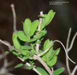 115 Honeysuckle-140425_01.jpg