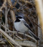 115 Chickadee-140425_01.jpg