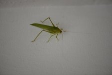 DSC_0940.jpg