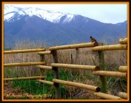 Robin on a Fence.jpg