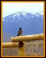 Robin on a Fence 2.jpg