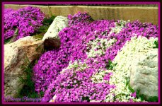 Creeping Phlox.jpg