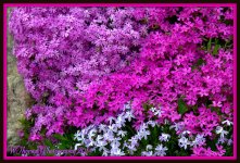 Creeping Phlox 2.jpg