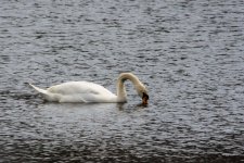 DSC_8822.jpg