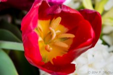 DSC_8827.jpg