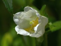 Campanula.jpg