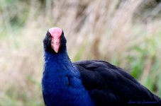 Pukeko head LOL.jpg