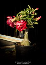 blume-2.jpg