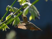 Hummer3.jpg