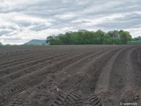 Cultivated2.jpg