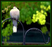 Dove in the Rain 2.jpg