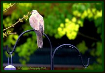 Dove in the Rain 3.jpg