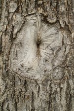 Day 111 Tree Trunk.jpg