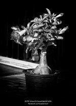 blume-1.jpg