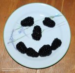 116 Berries-140426-01_01.jpg
