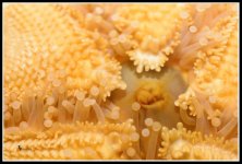 Day 116 Underside of Starfish.jpg