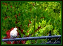 Wet Dove.jpg