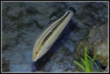 Day 116 Fish 1.jpg